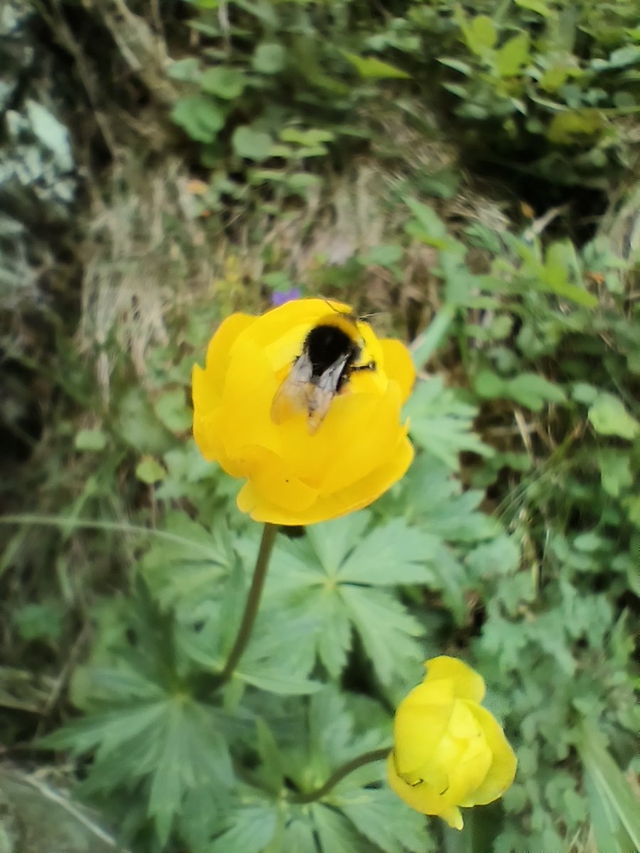 Planhigyn yr Wythnos

Cronnell

Blodyn hyfryd sy'n tyfu yn uchel diroedd Eryri ar lethrau sy'n anodd i'w cyraedd.