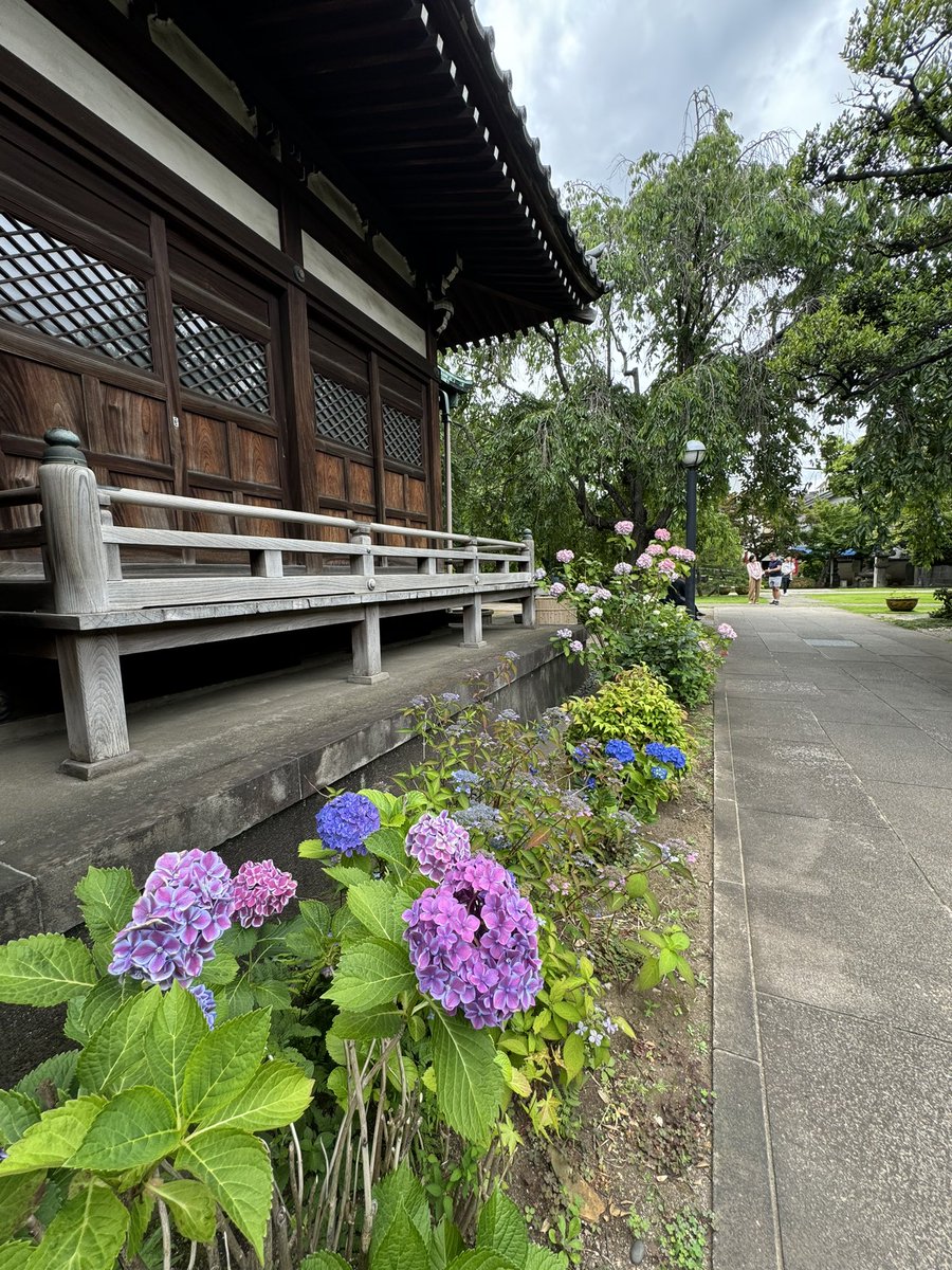 tenyou333's tweet photo. 日暮里・天王寺道場。
紫陽花が咲き、心穏やかに過ごせます。
が、組員たちは、創作に没頭‼️
時折、海外の皆さんが
興味深げにのぞいていかれます。
次回は6/23sun 🕒13〜16
#tenyou #天王寺道場 #sumi
#art https://t.co/6GGDrwKsvi