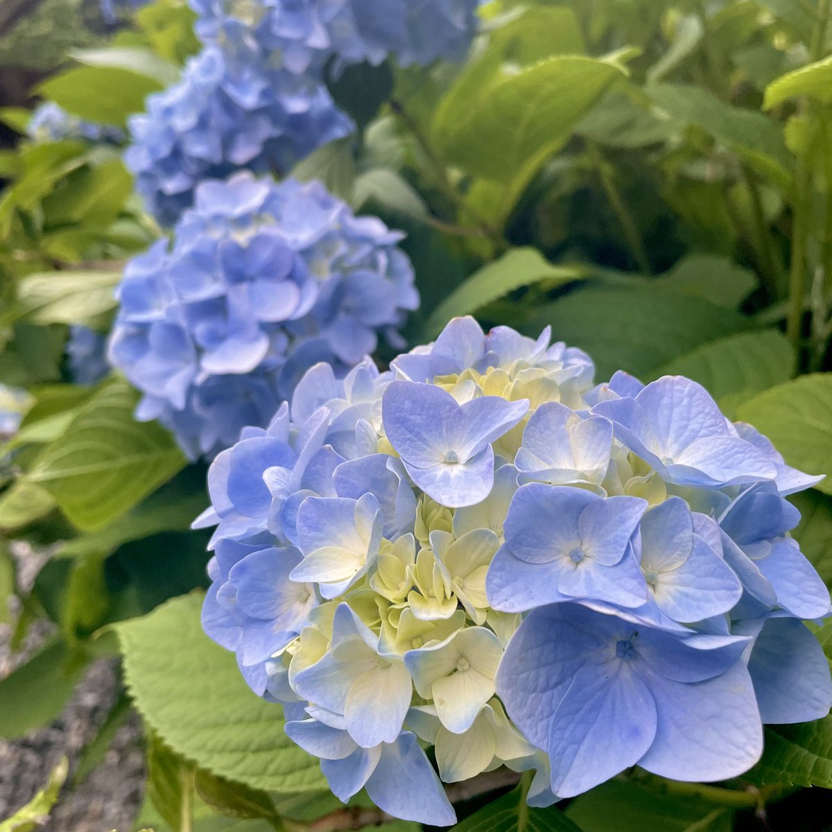 __iv_'s tweet photo. 田んぼとホタルを見てきた🌾 https://t.co/zg9yXnaJci