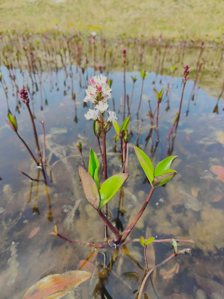 Plant of the Week

Bogbean

A plant seen growing on lake shores and pools across the nature reserve. Historically it had a wide variety of uses including as an alternative to hops for brewing beer.