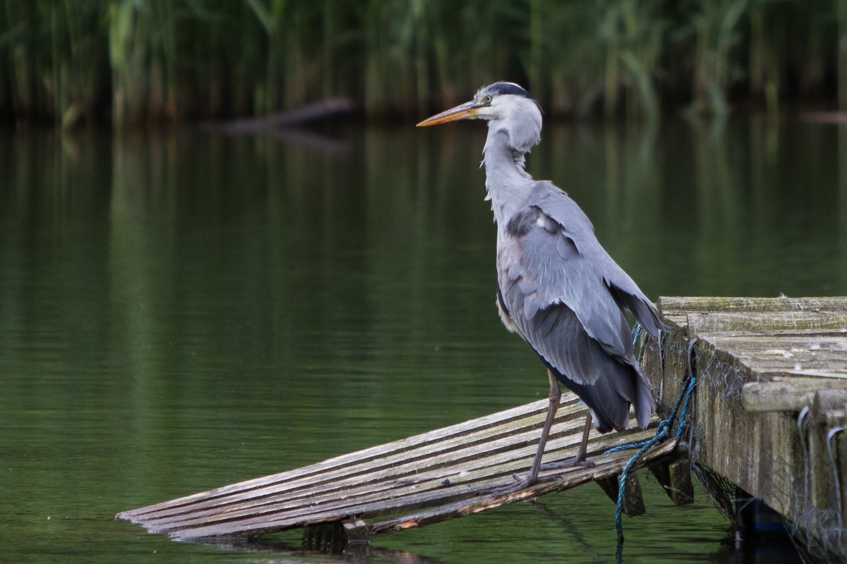 Another 3.01km towards #mywalkit for Crohn’s &amp; Colitis Uk. 
21.9 km ✅ done so far. I’m hoping to reach marathon distance by the June of June. Great photo opportunity on today’s walk too. Poor gold fish 🥴🐟 
#wildlifephotography #photography #naturephotography #birds #fish