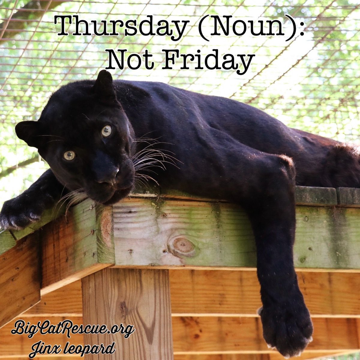 BigCatRescue's tweet photo. Thursday (Noun): Not Friday 

#JinxLeopard #BigCatRescue #Leopard #Thursday #ThursdayVibes #Quotes #Memes #Funny #Cute #Friday #WeekendVibes #CaroleBaskin https://t.co/dHAWmnXViJ