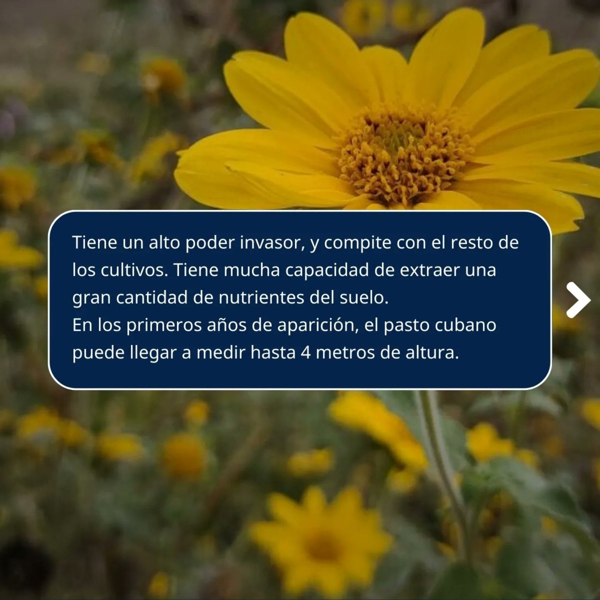 RedBPAs's tweet image. Desde las #BPAs el buen manejo de las herramientas para controlar malezas y plagas es uno de los objetivos primordiales.

#control #malezas #plagas #salta #noa #pastocubano #suelos