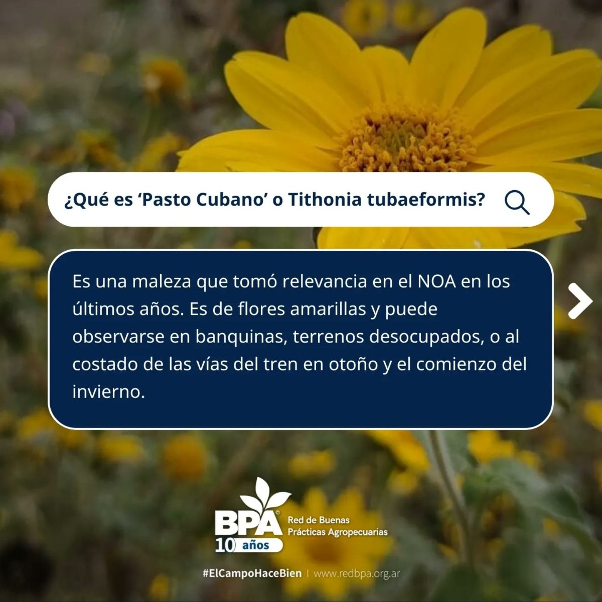 RedBPAs's tweet image. Desde las #BPAs el buen manejo de las herramientas para controlar malezas y plagas es uno de los objetivos primordiales.

#control #malezas #plagas #salta #noa #pastocubano #suelos