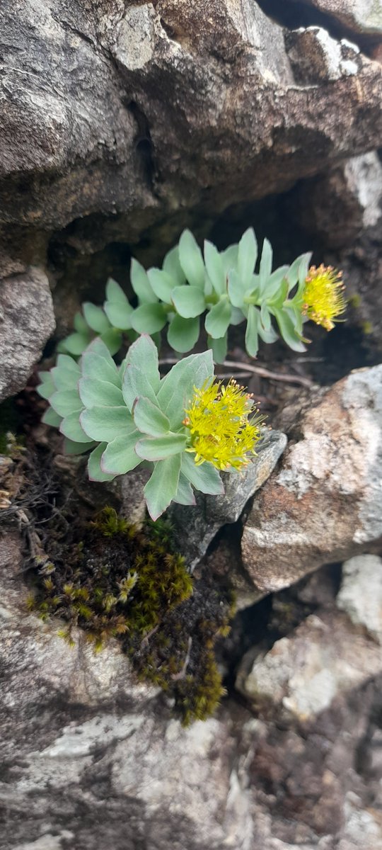 Planhigyn yr Wythnos

Pren y Ddannoedd

Planhigyn arctig-alpaidd yn tyfu ar lethrau creigiog uchel. Fel agrymai'r enw dywedir iddo fod yn hen driniaeth yn erbyn dannoedd.