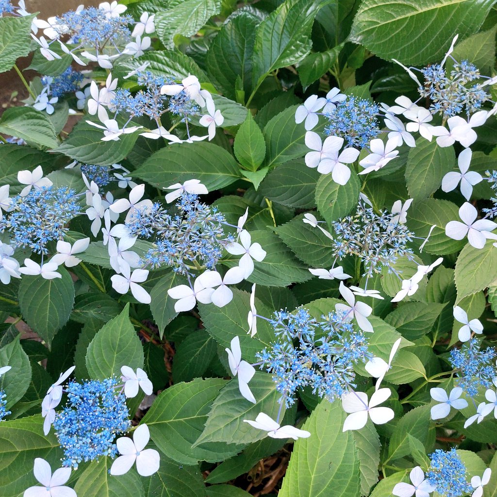 apricot_fuwari's tweet photo. Hydrangeas for today. I want to walk with it on my head... ✨
#hydrangea #ガクアジサイ #lacecaphydrangea #flower https://t.co/cwXajZgkJF