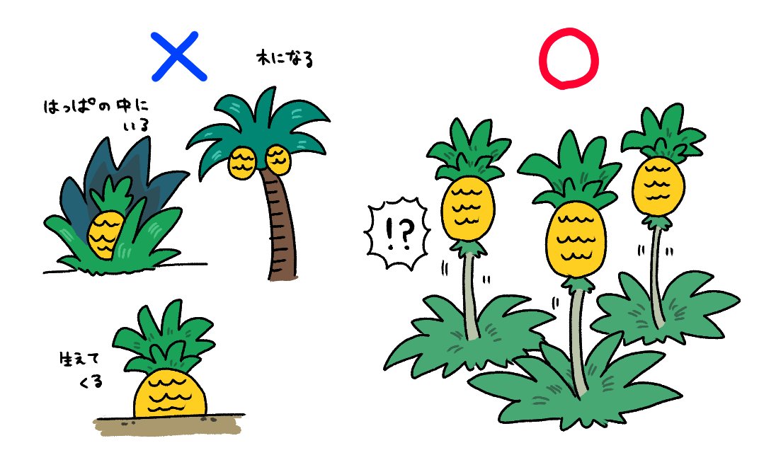 ぱいなっぷるページ 私がパイナップル好きな理由はコレです😌