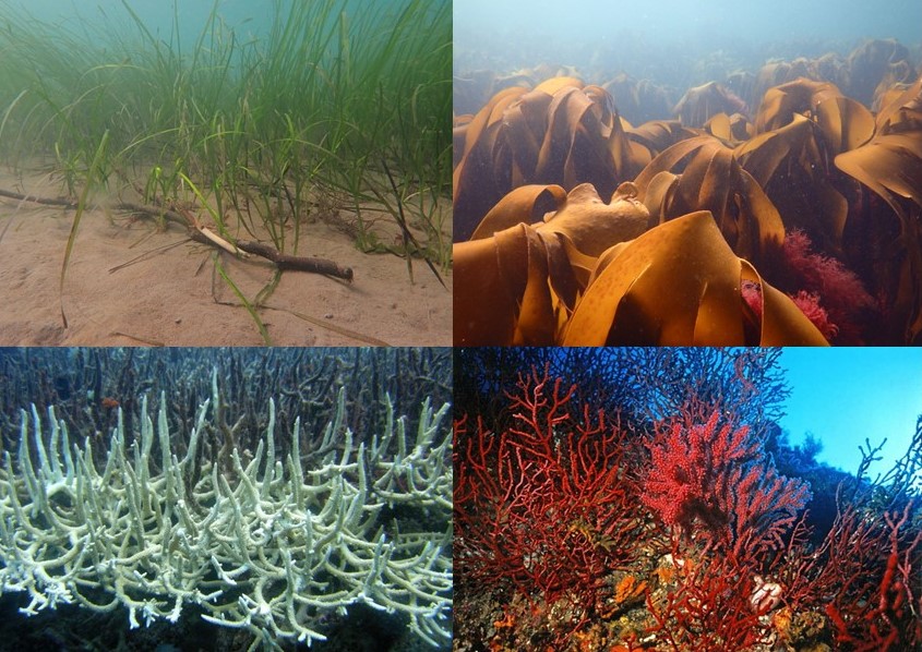 Dan Smale (@dansmale1) on Twitter photo Our new study published today in <a href="/NatureComms/">Nature Communications</a> examined links between marine heatwaves (MHWs) and the health of foundation species (corals, kelps, seagrass) across the global coastal ocean
rdcu.be/dKHfN
(1/n) Our new study published today in <a href="/NatureComms/">Nature Communications</a> examined links between marine heatwaves (MHWs) and the health of foundation species (corals, kelps, seagrass) across the global coastal ocean
rdcu.be/dKHfN
(1/n)