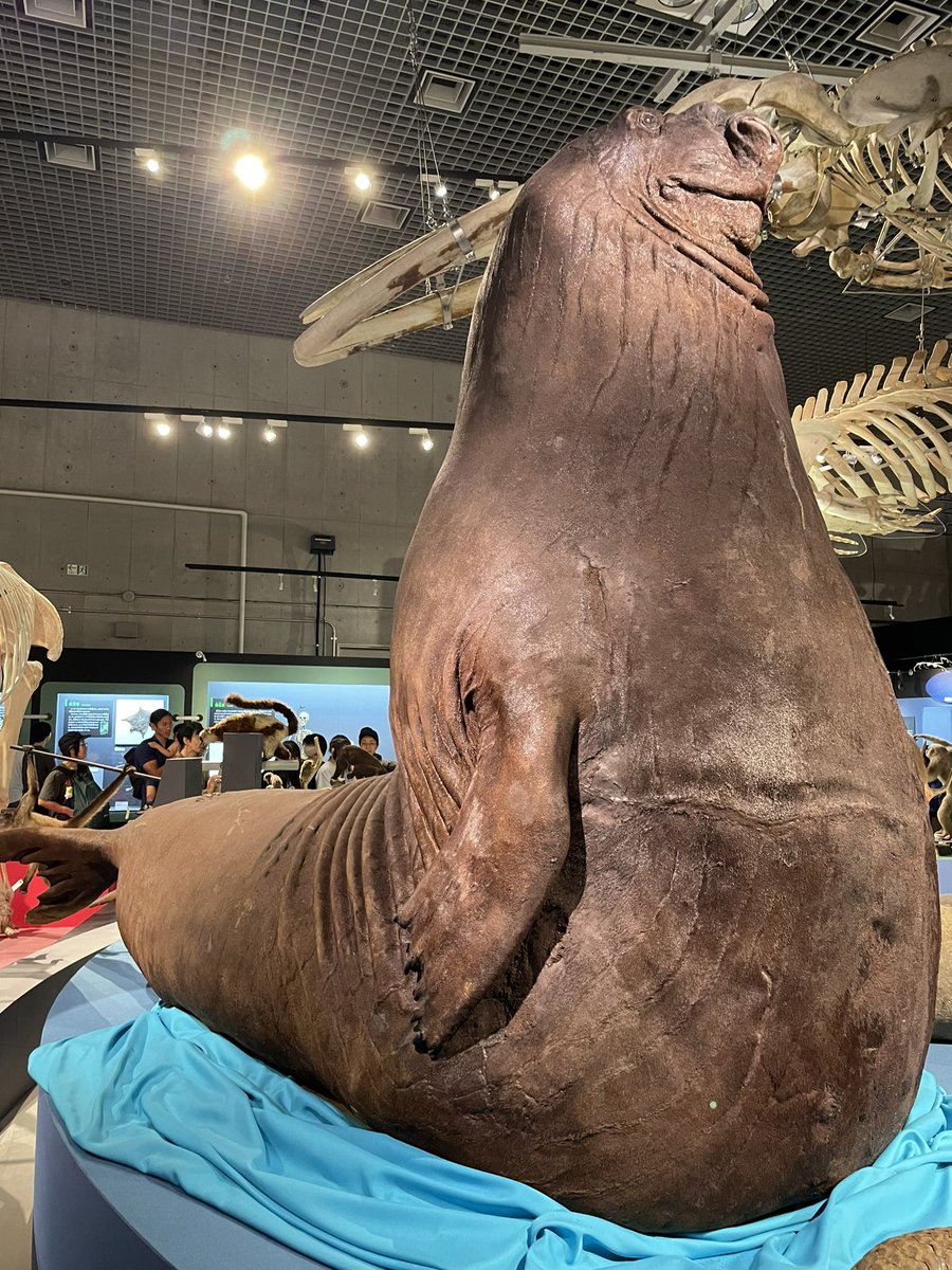 江ノ島水族館でかつて飼育されていたミナミゾウアザラシ 「大吉」の