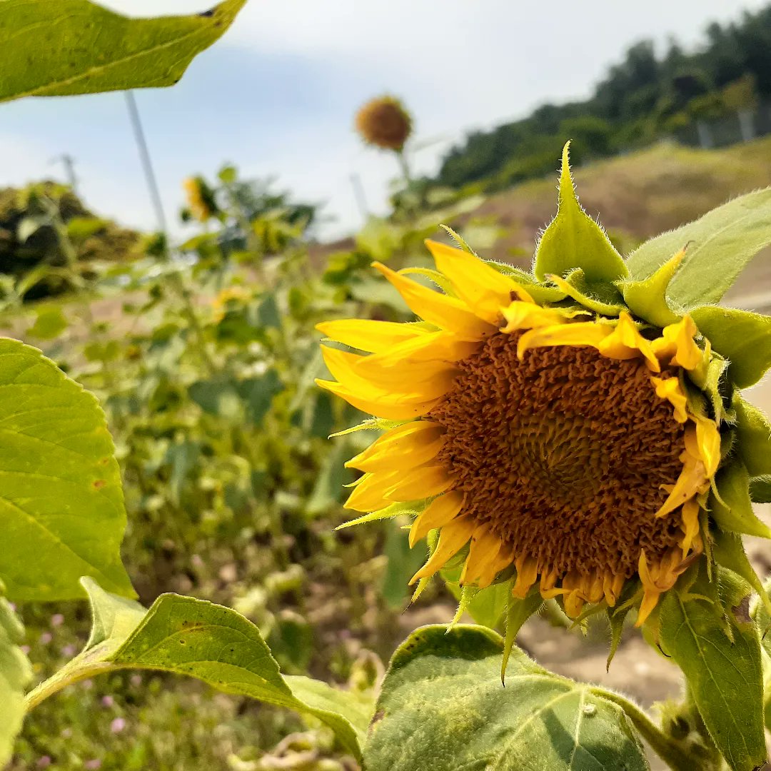 9rita_hiroshi's tweet photo. 今朝も若泉運動公園迄散歩
健康の為に頑張らなくっちゃ😉
その後、子どもの見守りへ
午前中は母の居る施設へ
笑顔で元気そうで何よりです........

午後は議会質問原稿作成
パソコンとニラメッコ😱
夜は本庄道場レスリング
軽く汗💦を流しましたが、体力がついていきません😆 https://t.co/umPjW5lhOd