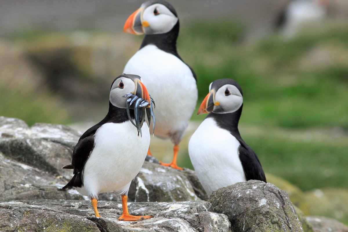 To save the high seas, plan for climate change
We outline 3⃣ crucial steps: Collaborate, Coordinate. Share &amp; build capacity. 

Read more in the collaborative <a href="/Nature/">nature</a> Comment that was a pleasure to contribute to! 👇shorturl.at/WZrEI 

📷Atlantic Puffin (c) Paul F. Donald