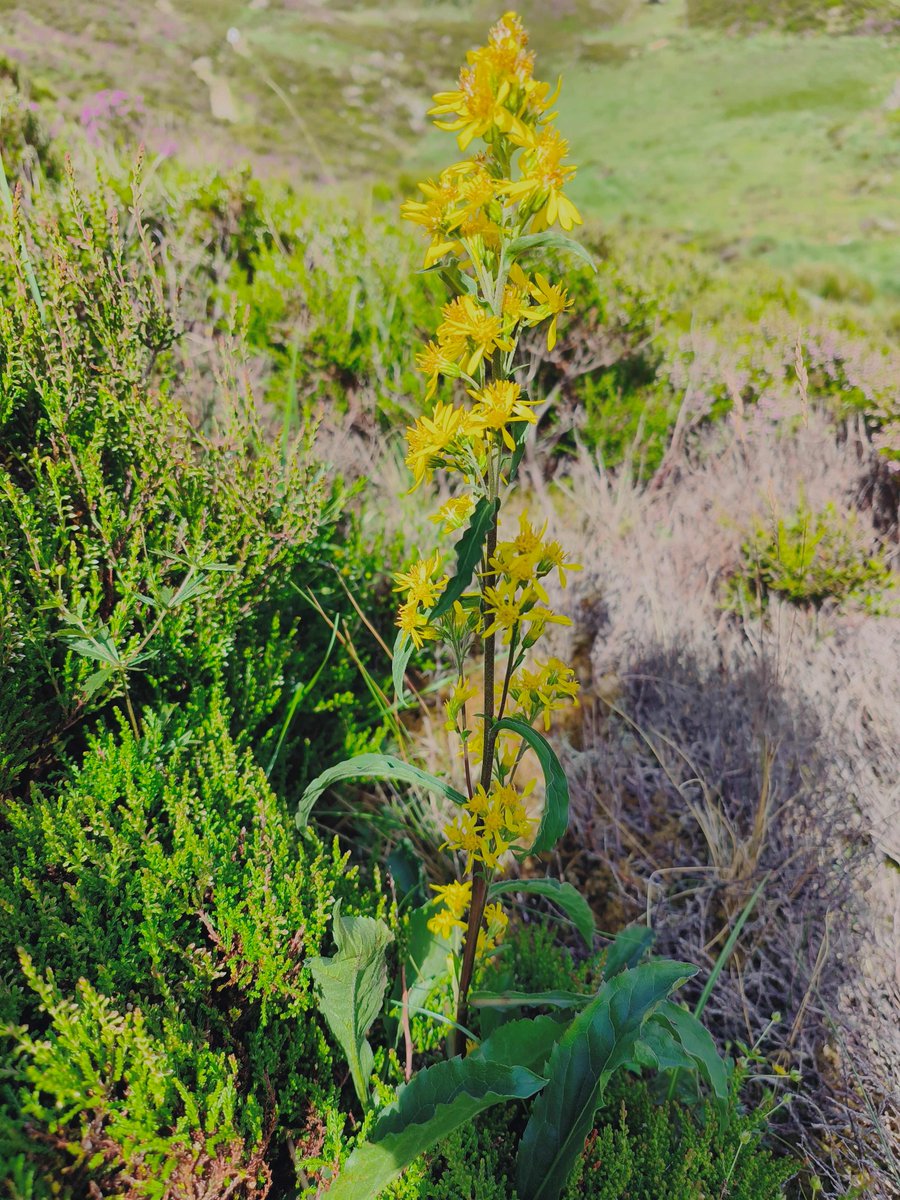 Plant of the Week

Goldenrod

A striking plant seen growing on the slopes and ledges of the Cwm. Historically it had many uses, from medicine to making dyes.