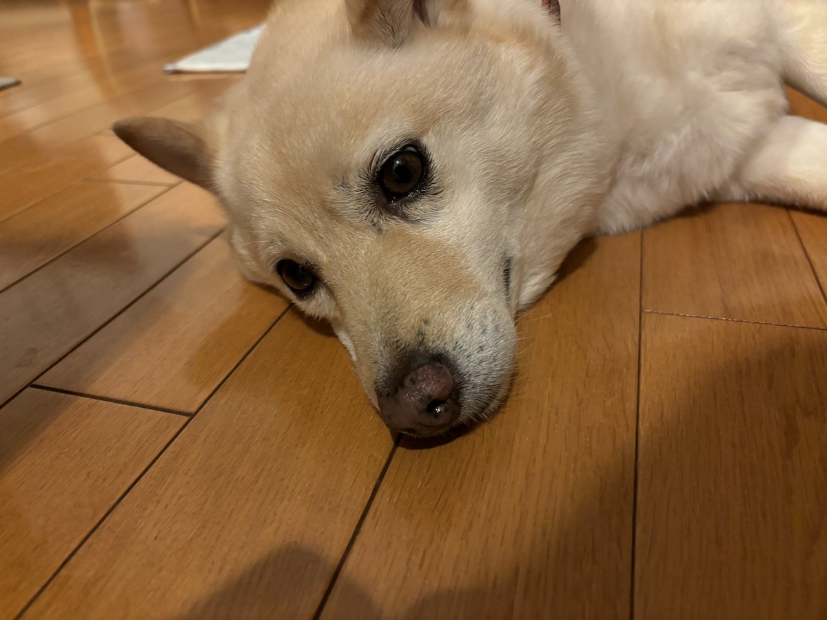 ub1100's tweet photo. 一日中ゴロゴロしてる犬。かわいい。 https://t.co/MDm1vxTpGM