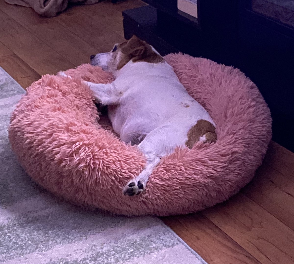 DaisyMaeJack's tweet photo. When you gotta have one paw out so you donโt get too hot ๐โค๏ธ๐พ #ThrowbackThursday #lastnight #youdoit #dogsofX #jackrusselllife https://t.co/T2xhWFYze4