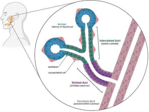 Cancers MDPI tweet media