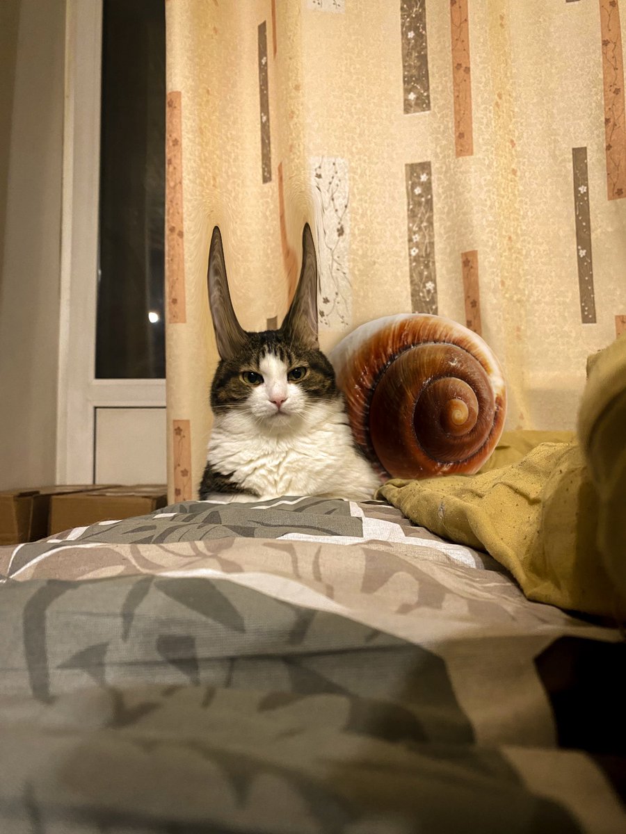 eto_moy_cod's tweet photo. @man_chaki У второго кота есть Альтер эго Котулитка https://t.co/jI7PuMmvUe