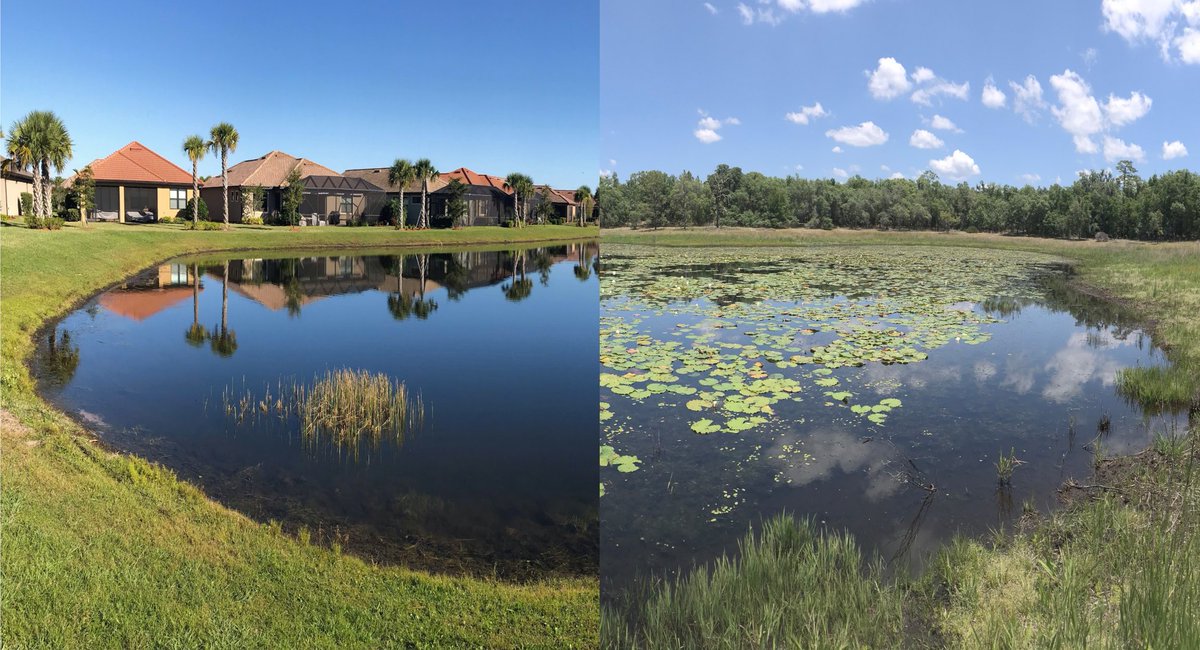 Audrey Goeckner (@pondgator) on Twitter photo ๐จNew pub alert!๐๏ธCheck out our work in <a href="/JBiogeochem/">Biogeochemistry</a> comparing net denitrification (N-removal) vs. net N-fixation (N-addition) in FL stormwater ponds (SWPs) vs natural undisturbed ponds. Spoiler: SWPs are more often net N-fixing compared to natural ponds
link.springer.com/article/10.100โฆ ๐จNew pub alert!๐๏ธCheck out our work in <a href="/JBiogeochem/">Biogeochemistry</a> comparing net denitrification (N-removal) vs. net N-fixation (N-addition) in FL stormwater ponds (SWPs) vs natural undisturbed ponds. Spoiler: SWPs are more often net N-fixing compared to natural ponds
link.springer.com/article/10.100โฆ
