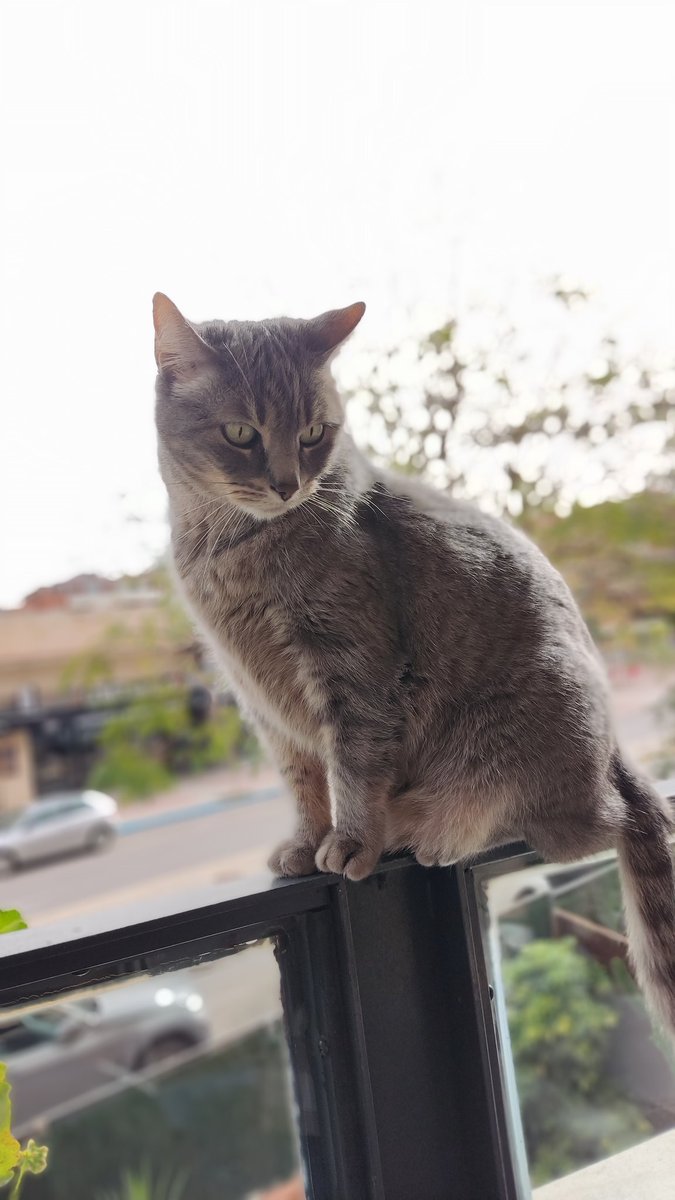 AkaElepe's tweet photo. Ha desaparecido mi gato por la zona del manatí/bulevar en Mairena del Aljarafe. Si alguien supiese algo tengo los DM abiertos. Os agradecería muchísimo si lo compartís. https://t.co/qy3sewqncB
