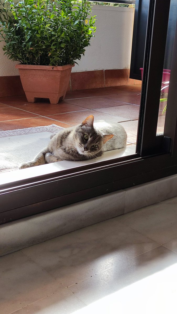AkaElepe's tweet photo. Ha desaparecido mi gato por la zona del manatí/bulevar en Mairena del Aljarafe. Si alguien supiese algo tengo los DM abiertos. Os agradecería muchísimo si lo compartís. https://t.co/qy3sewqncB