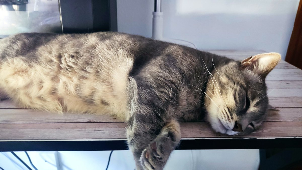 AkaElepe's tweet photo. Ha desaparecido mi gato por la zona del manatí/bulevar en Mairena del Aljarafe. Si alguien supiese algo tengo los DM abiertos. Os agradecería muchísimo si lo compartís. https://t.co/qy3sewqncB