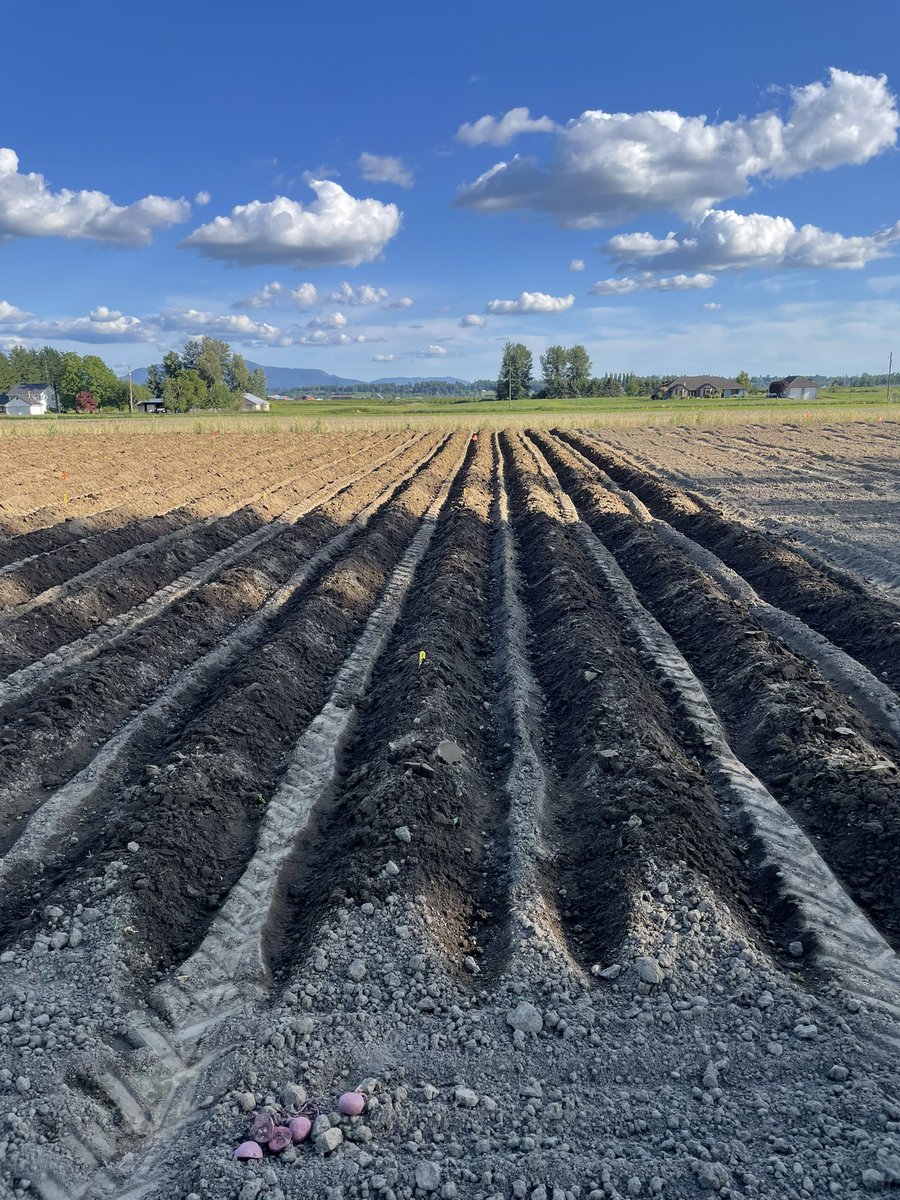 Aggiesonce's tweet photo. @GaiaResearchMB is not the only one that can make neat potato research content ๐ #bluevsred #ford3000 #tuberwars #straightdrills @ICMS_Research https://t.co/93puz3yAvn