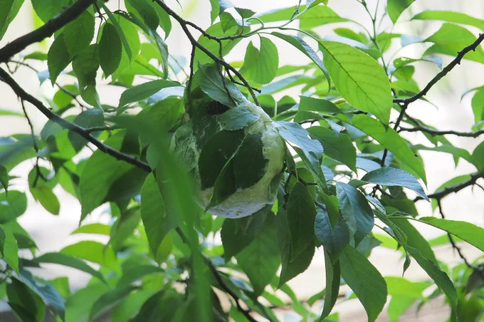 今年はまだアマガエルの姿すら見てない(鳴き声は聞いてる)のにモリアオガエルの卵塊に出くわす不思議。親は樹上生なのでそのへんの木の上を一所懸命探したが見つけること能わず。みんなしっかり育つんじゃよ。6月14日。 