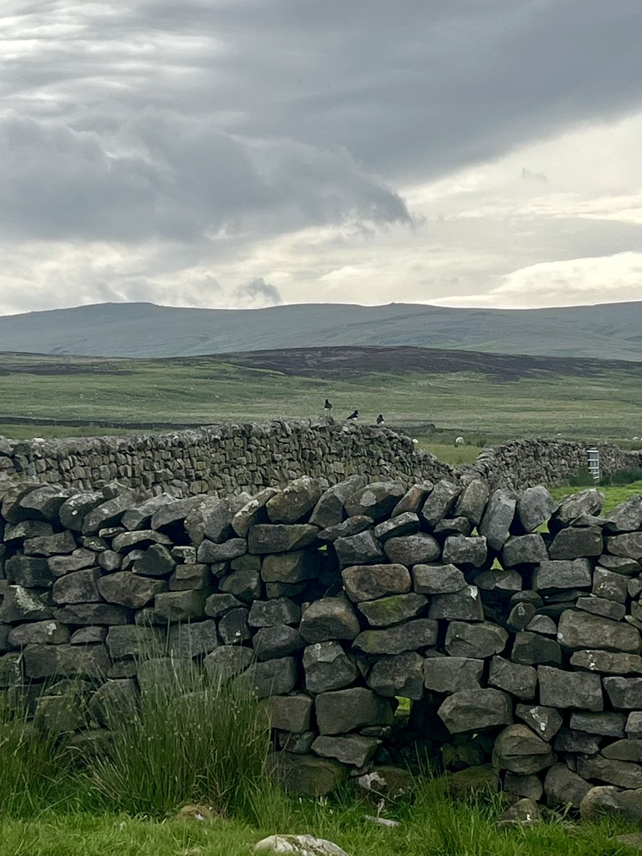 Oystercatchers doing their dry stone wall thing on this mornings breeding bird survey 😊