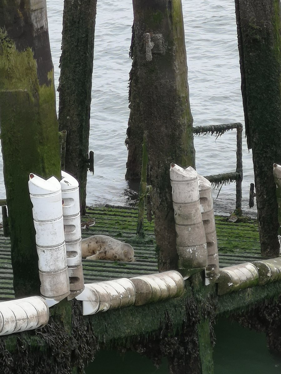 VisitSouthend's tweet image. CHECK IT OUT 👀

A seal-ously cute spot today at @southend_pier 💙 This special visitor has been spotted at the pier head every morning this week! 🥰🌊

Plan your next #SouthendPier visit soon and look out for the wonderfully wild visitors!

👉 southendpier.co.uk