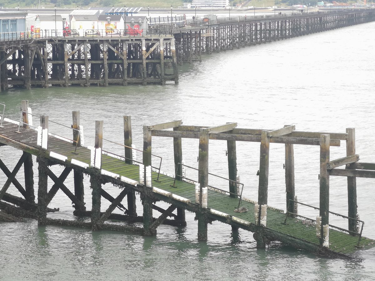 VisitSouthend's tweet image. CHECK IT OUT 👀

A seal-ously cute spot today at @southend_pier 💙 This special visitor has been spotted at the pier head every morning this week! 🥰🌊

Plan your next #SouthendPier visit soon and look out for the wonderfully wild visitors!

👉 southendpier.co.uk