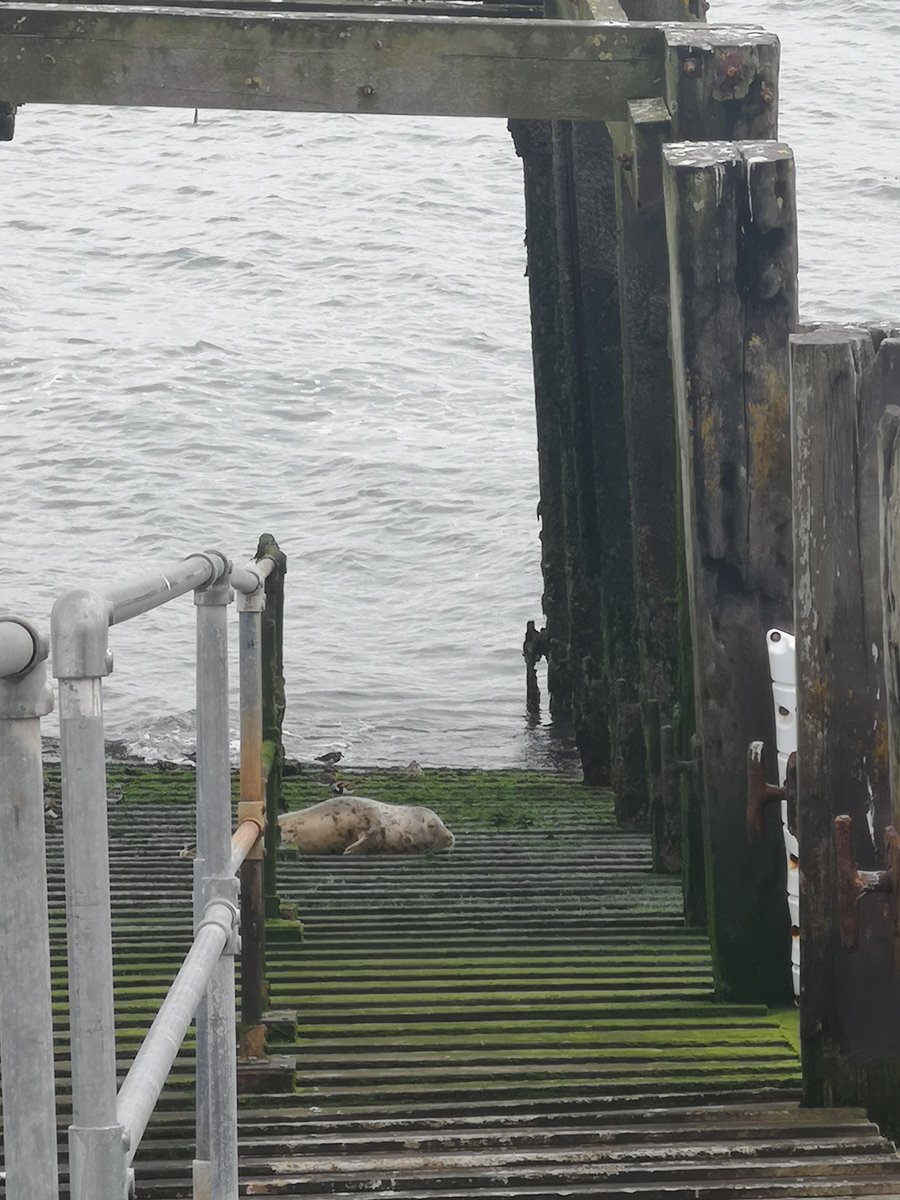 VisitSouthend's tweet image. CHECK IT OUT 👀

A seal-ously cute spot today at @southend_pier 💙 This special visitor has been spotted at the pier head every morning this week! 🥰🌊

Plan your next #SouthendPier visit soon and look out for the wonderfully wild visitors!

👉 southendpier.co.uk