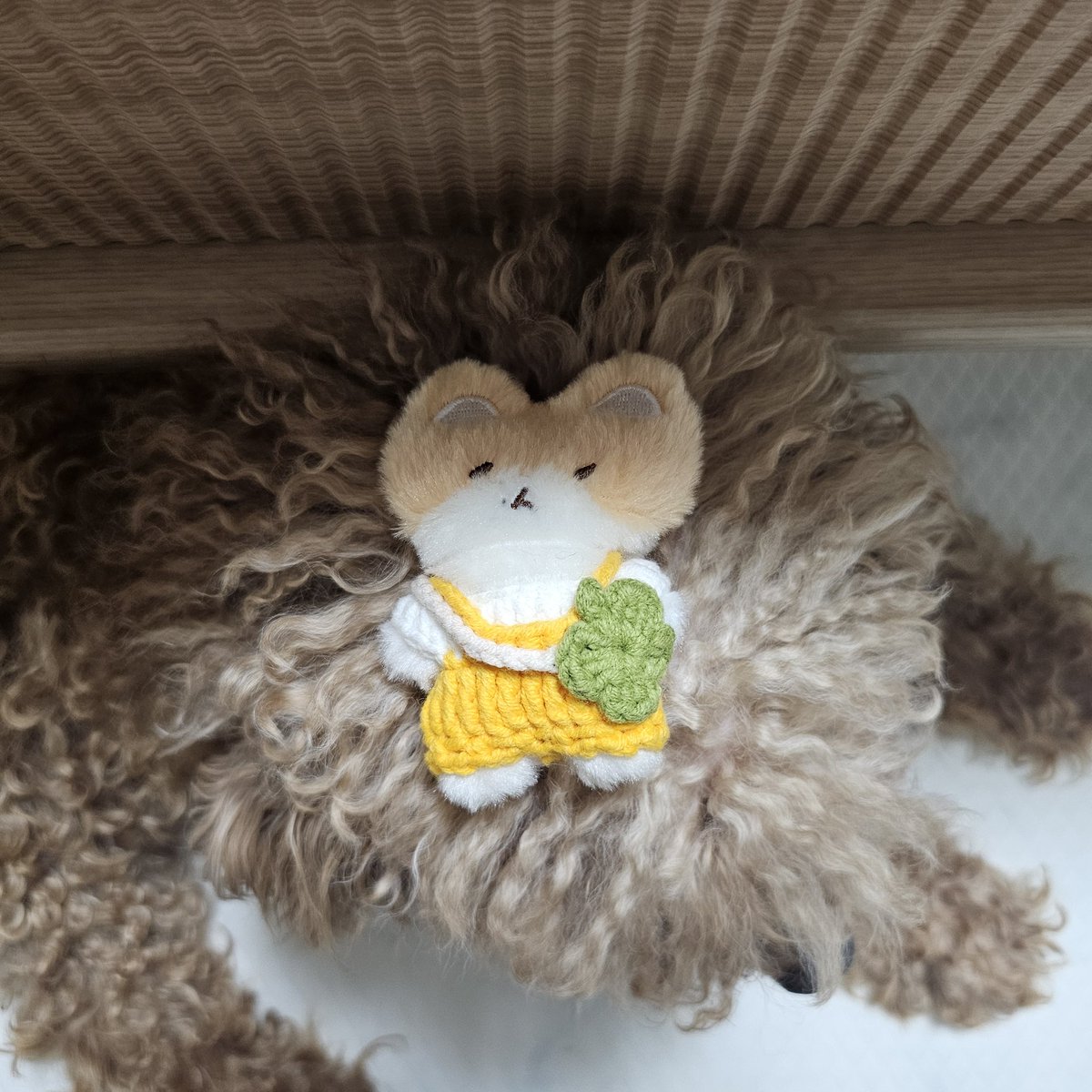 크림수프님(<a href="/Soup_doll/">크림수프(ू•ᴗ•ू)💖</a> ) 나눔 후기입니다...🍓
실물 보자마자 너무 귀여워서 소리질러버린...｡ﾟ(ﾟ´ω`ﾟ)ﾟ｡
터래기 누나의 현생이슈로...야외에서의 촬영은 실패😂
대신 큥이형이랑 🐶형이랑 한컷...(,,> <,,)♡
너무 너무 귀여워요!! 예쁘게 잘 입히겠습니다🫶💛❤️