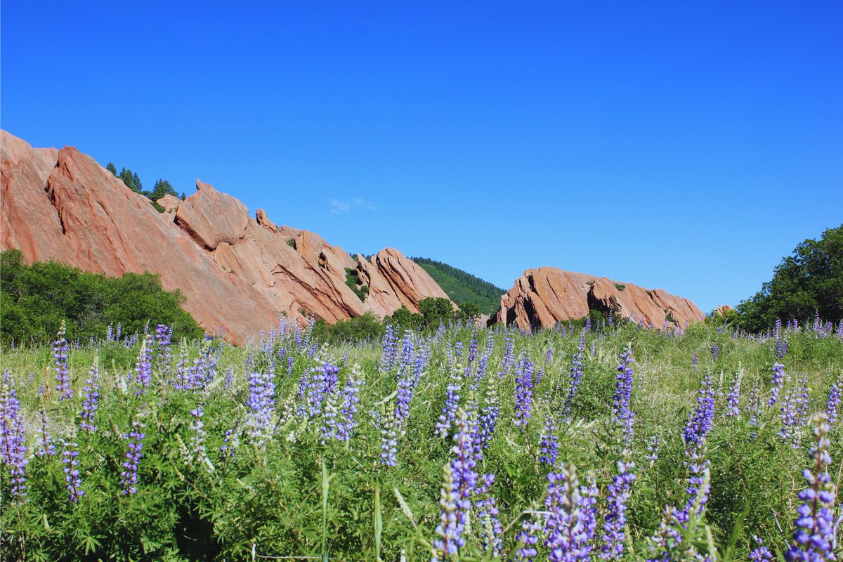 careyontravels's tweet photo. Here are our favorite hikes at 3 parks within 45 minutes of Denver offering unique hikes with stunning views of red rocks:
Red Rocks Park 
Roxborough State Park 
South Valley Park

READ—>https://t.co/KUToSajrts

 #redrocks #colorado #redrocksamphitheater #hikingadventures https://t.co/z12GTWNRct
