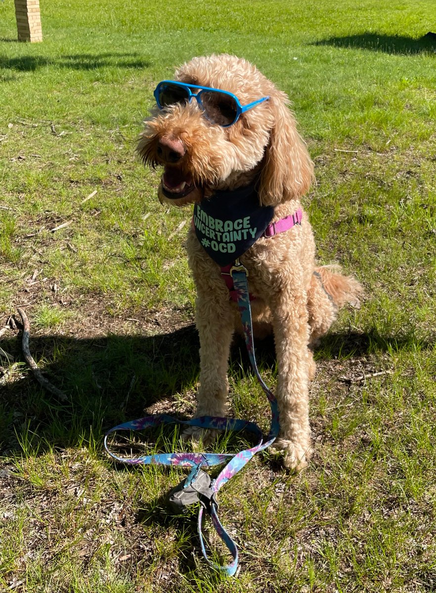 IOCDF's tweet photo. Please allow us to paws a moment to celebrate the many dogs of the #ocdwalk!
We're grateful these furry friends came out to walk last weekend! https://t.co/loNwun1vxI