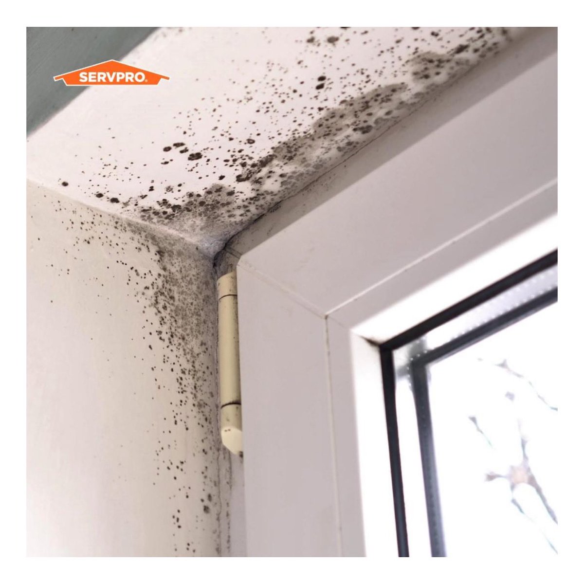 ServproofTupelo's tweet image. Mold thrives in moist environments and can take just 48 to 72 hours to grow. 🦠🦠🦠

As the summer humidity rises, we recommend keeping indoor humidity below 45% to suppress potential mold growth.
#moldfacts #servpro