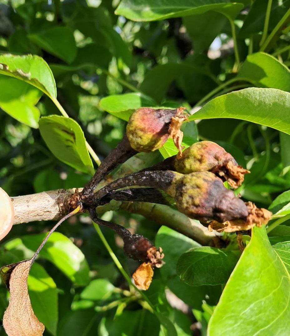redfaragon's tweet photo. En esta campaña se están observando importantes daños producidos por #ErwiniaAmylovora #FuegoBacteriano, en #peral y menos en #manzano.
Cortar los síntomas de manera radical es la única forma de limitar el problema.
#SanidadVegetal
📸@mario_agricola y @JavierL51321854 Gracias https://t.co/dLuopcX75y
