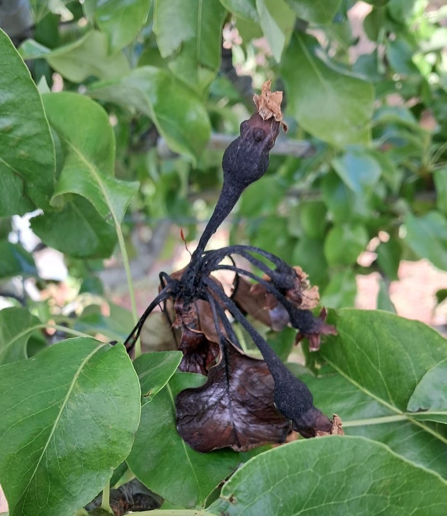 En esta campaña se están observando importantes daños producidos por #ErwiniaAmylovora #FuegoBacteriano, en #peral y menos en #manzano.
Cortar los síntomas de manera radical es la única forma de limitar el problema.
#SanidadVegetal
📸<a href="/mario_agricola/">Mario</a> y <a href="/JavierL51321854/">JavierLozano</a> Gracias
