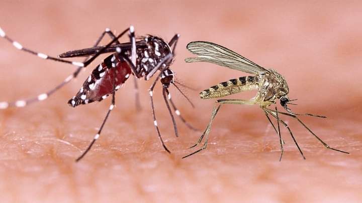 Se confirma por IPK los primeros casos con la Fiebre Oropouche en el Poblado de San Juan de los Yeras en Ranchuelo, Villa Clara. 
Hasta el momento todos los pacientes afectados evolucionan de forma satisfactoria. Los síntomas de esta enfermedad son similares al Dengue.