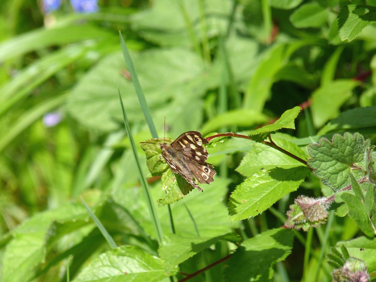 MiketheWarden's tweet photo. "Crossing a Railway. a River and a Border on the lookout for Butterflies"
Guided walk with @CotswoldsNL Wardens on Saturday 20th July '24 at 10am
Falling in the middle of the Great Butterfly Count 2024, a butterfly expert will join the walk.
Full details: https://t.co/tmTQysqjva https://t.co/nqPvOTFSz8