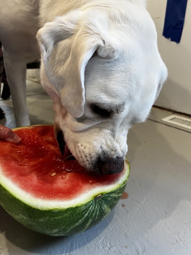 SwankyRecipes's tweet photo. Bella got a treat today https://t.co/vrVOfgNGXU