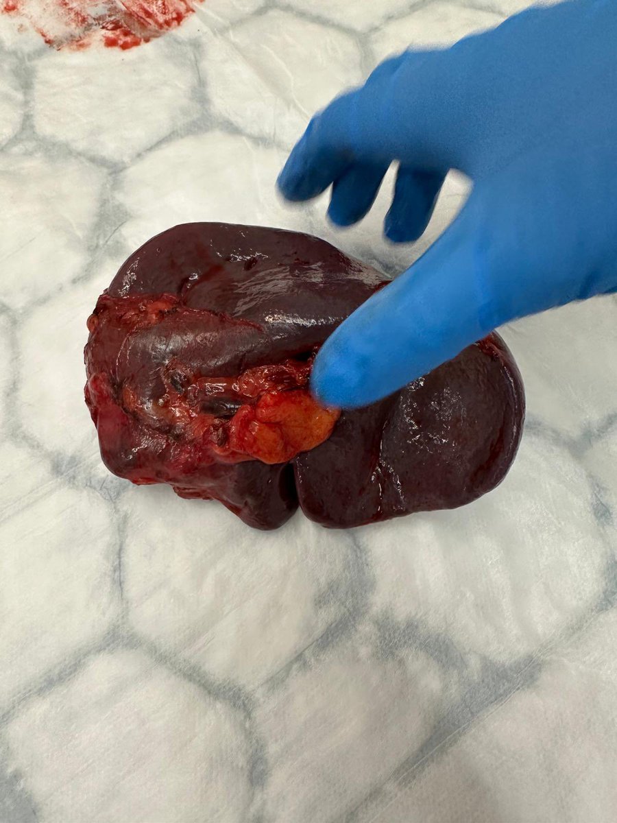 Dr Srdjan Saso tweet media