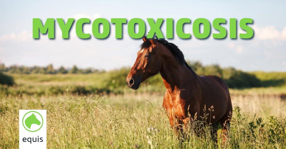 Mycotoxicoses are poisonings caused by secondary toxic metabolites produced by molds. 

Find out more with this recently updated #vetlexiconequis article.

bit.ly/3x7n1ur
