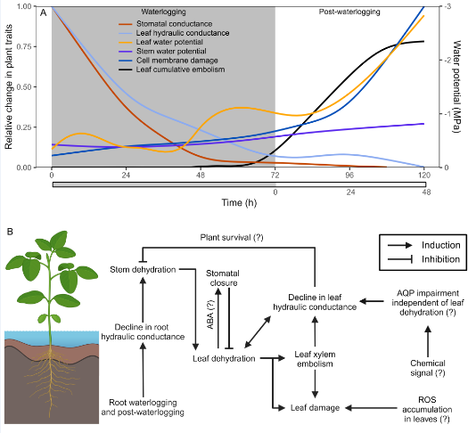 eduhaverroth's tweet photo. We believe that the leaf hydraulic dysfunction occurring early during waterlogging results in leaves acting as ‘circuit breakers’ against stem dehydration below catastrophic embolism levels and plant mortality during the post-waterlogging. https://t.co/mskCow57py