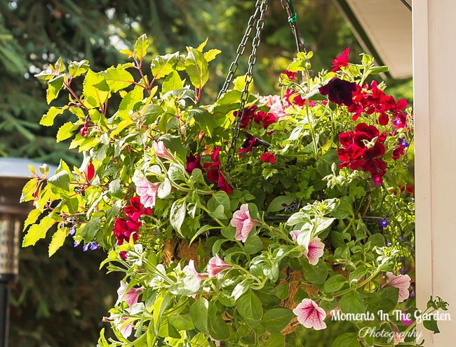 MomentsintheG's tweet photo. It has taken from mid March until now for the hanging baskets to fill in.  The wave petunia is starting to fill in the lower parts of the basket plus the martha washington geranium is doing well. #wavepetunia #hangingbasket #marthawashingtongeranium #momentsinthegardenphotography https://t.co/CmulNKFyQv