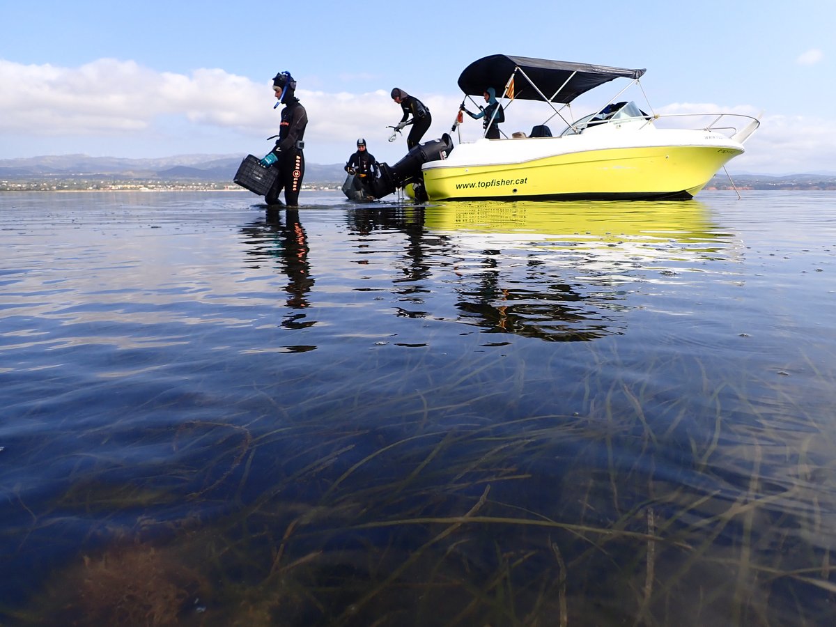ceabcsic's tweet photo. Aquests dies un equip del #CEAB ha estat fent seguiment de la #Cymodoceanodosa a les badies del #DeltaEbre

👉 Aquesta fanerògama marina serveix com indicador i el seu control permet controlar les espècies invasores i determinar la qualitat ecològica de l'aigua on habiten 🌊🌱 https://t.co/3N6OuRWH1p