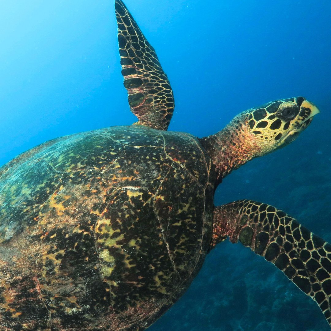 SeaTurtleInc's tweet image. Today, tortoiseshell souvenirs are among the most seized items from travelers returning from destinations where trading still illegally operates. Protect our sea turtles by asking what the product is made from, and when in doubt - leave it out. #SeaTurtleWeek #shelltrade