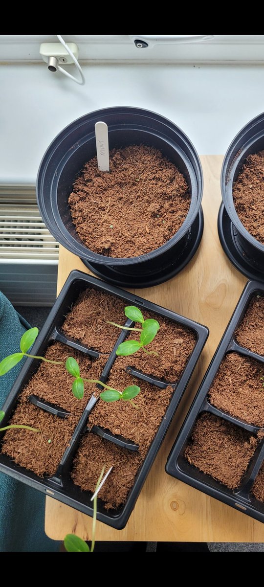 MapleDeneAH's tweet photo. Pot gang seeds are starting to grow. #potgang #activities https://t.co/HMVvvG5Nyu