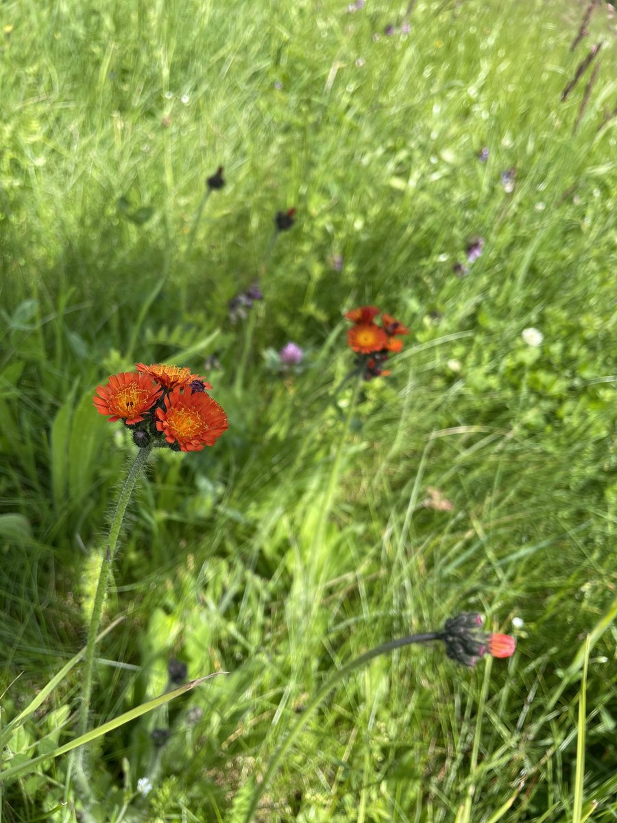 Orangerotes Habichtskraut auf der Streuobstwiese.
#Naturschutz #Artenschutz #Streuobst #Insekten