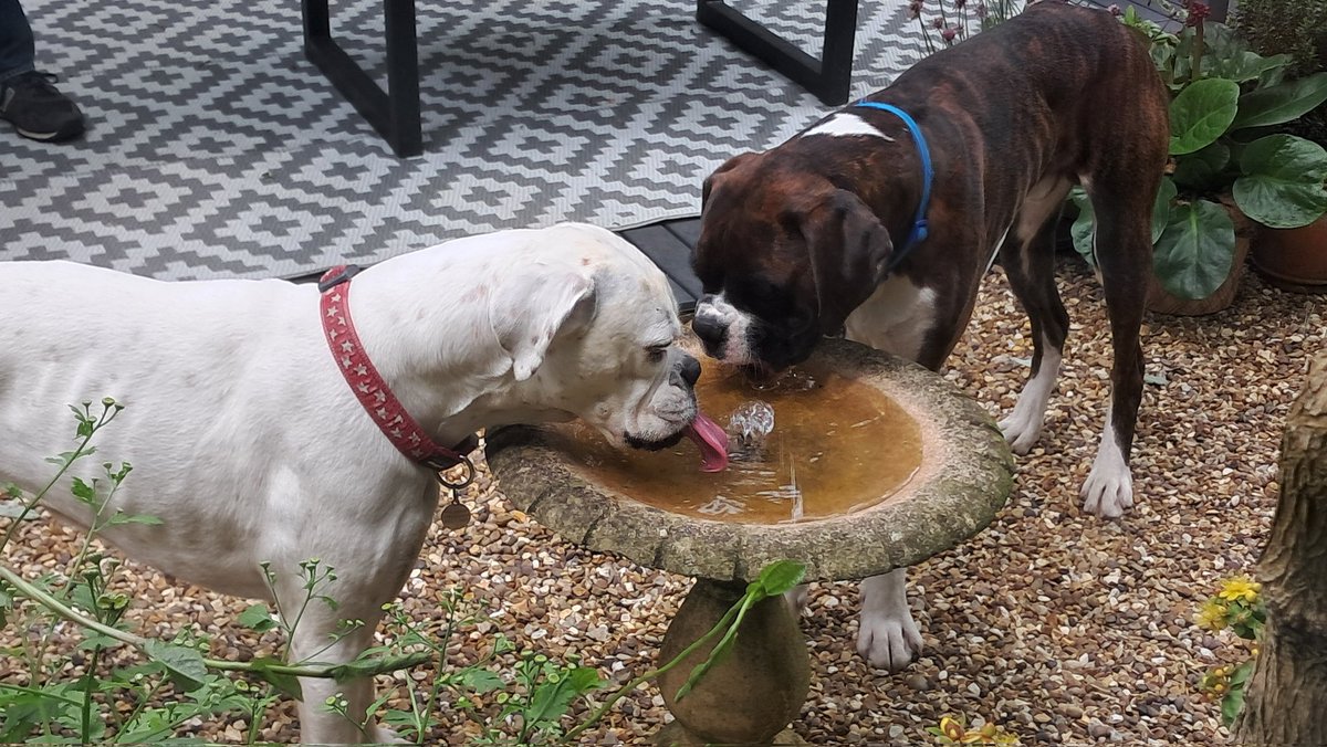 Personal water fountain...