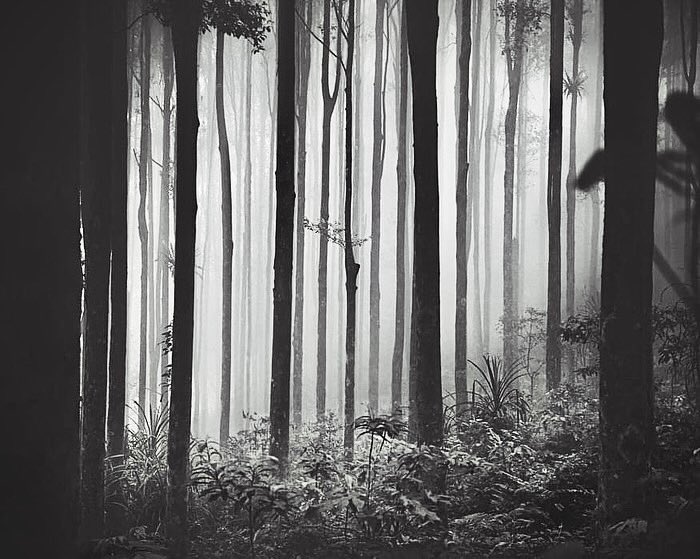 hengki24's tweet photo. © 2024
➤ Rain Forest https://t.co/zQ9fLnopSz