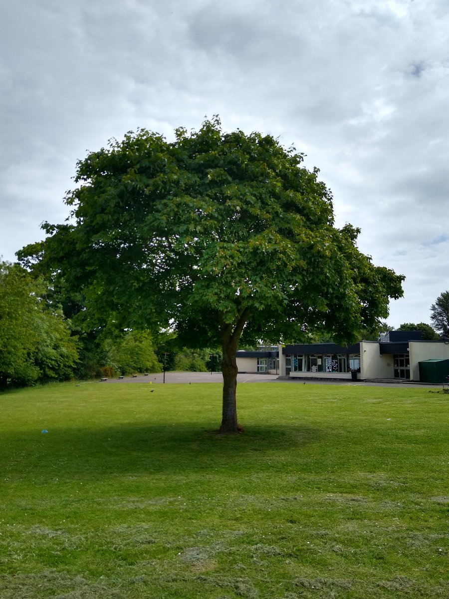 AndrewJohnster's tweet photo. A picture of this tree every week: 
Week 25*
💚
#TreePicEveryWeek

* Late edition, kids were out early in the week, better weather https://t.co/Ku3BLz2cc1